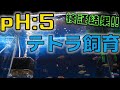 【検証結果】2本目のテトラ水槽立ち上げ！照明無しの常時pH5台で11ヶ月飼い続けるとどうなるのか検証してみた【ふぶきテトラ】