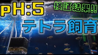 【検証結果】2本目のテトラ水槽立ち上げ！照明無しの常時pH5台で11ヶ月飼い続けるとどうなるのか検証してみた【ふぶきテトラ】