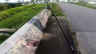 Small Tarpon Action in Nariva River