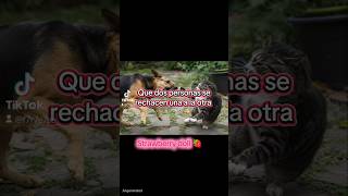 Hechizo para que dos personas se rechacen #ritual #hechizos #brujeria #bruja #energia #universo