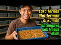 Wajib Coba! Cara Ternak Ulat Jerman untuk Pemula. Modal 500 Ribu Untung Berkali Lipat!