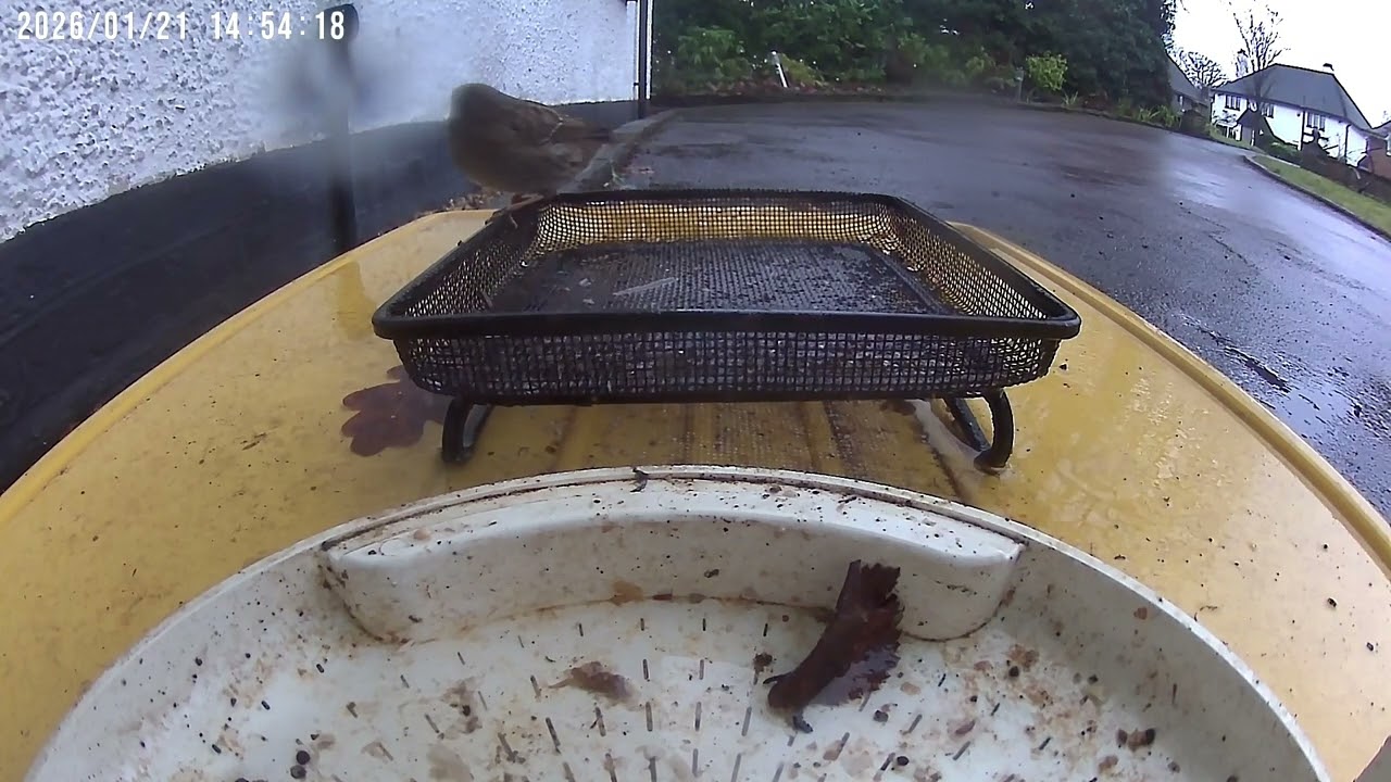 MAGPIE, ROBIN & PIGEON #nature #wildlife #nature 