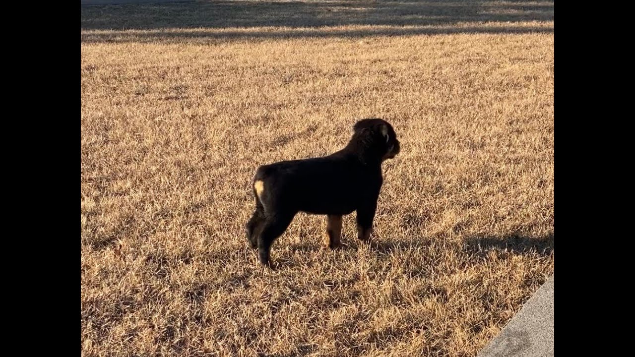 Timid puppy? Try these tips.