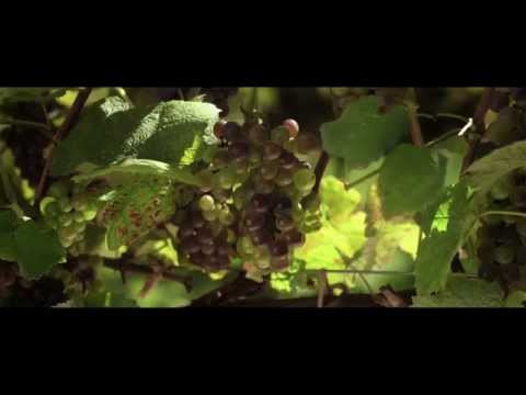 [해피 해피 와이너리 l 티저 예고편] 2015년 3월 개봉