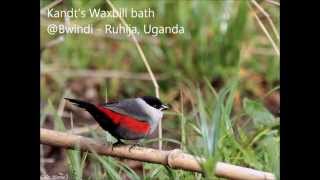 Kandt's Waxbill & Streaky Seedeater bathing @Bwindi - Ruhija, Uganda screenshot 4