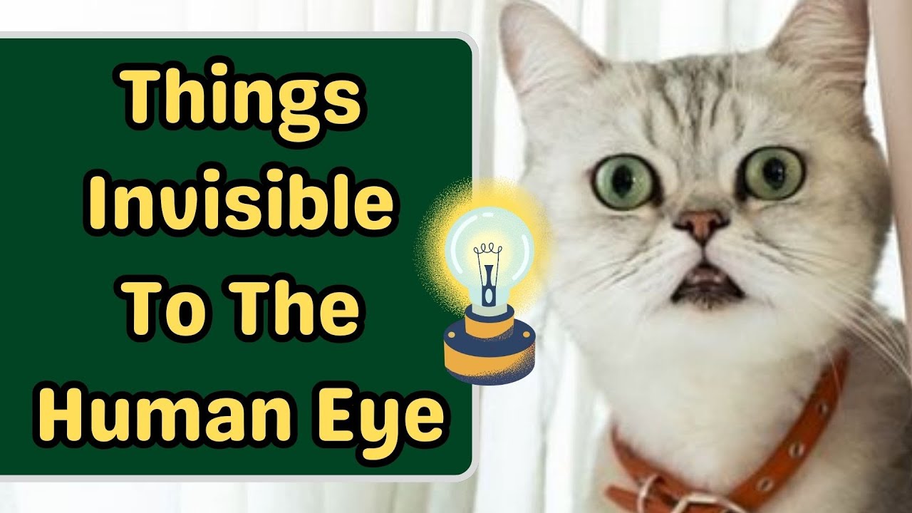 What Can Cats See That Humans Can't? YouTube