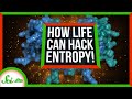 How Cells Hack Entropy to Live