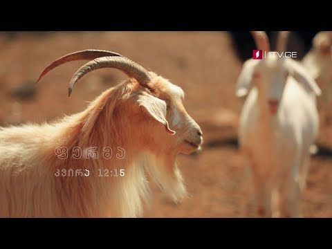 „ფერმა\" - 7 ოქტომბერს, 12:15 საათზე