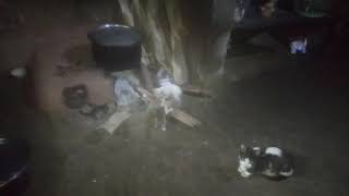 Little Sweeties Playingcats Playing