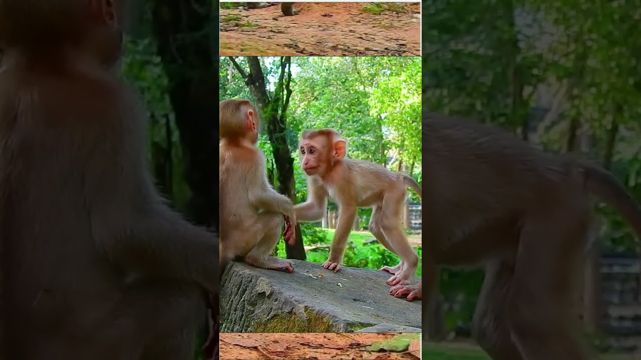 Look How Cute Baby Monkey Sibling Play Happily Together | Nice Monkey Show