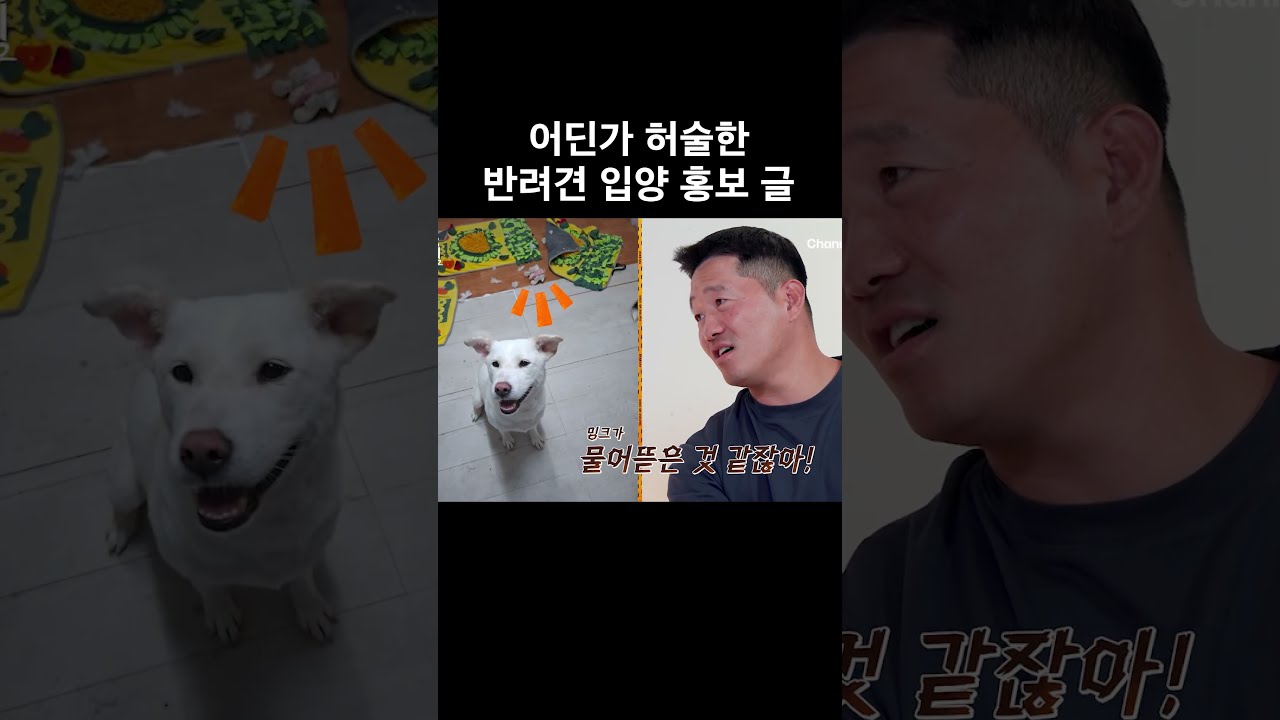 허술한 반려견 입양 홍보 #개와늑대의시간2 #개늑시2