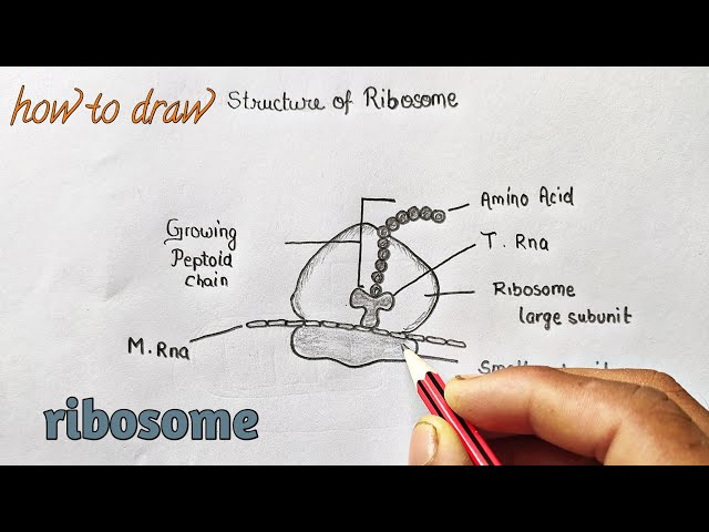 Ribosomes and Protein Assembly