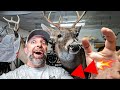 Taxidermy Time Lapse 5