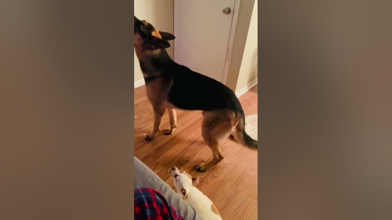 GUARANTEED To Make Your Dog HOWL YouTube