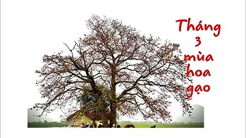 Cây gạo miếu Bà Cô - Yên Dũng - Bắc Giang