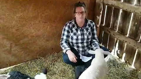 Cedar Springs Farm & Dairy: Suzanne Gonzalez