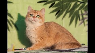 UA*Leo San Celina . Британская золотая шиншилла UA*Leo San Celina . Британская золотая шиншилла