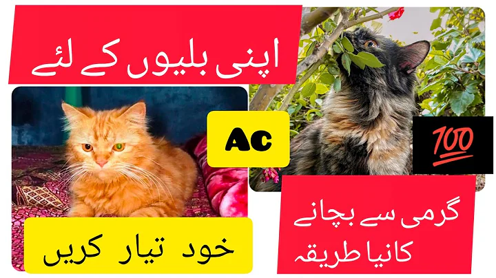 Video 4999041: persian cat cute animal, beautiful pets, kitten