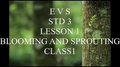 EVS BLOOMING AND SPROUTING