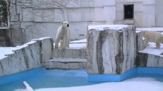水が抜かれたホッキョクグマ舎の朝 1~屋外登場