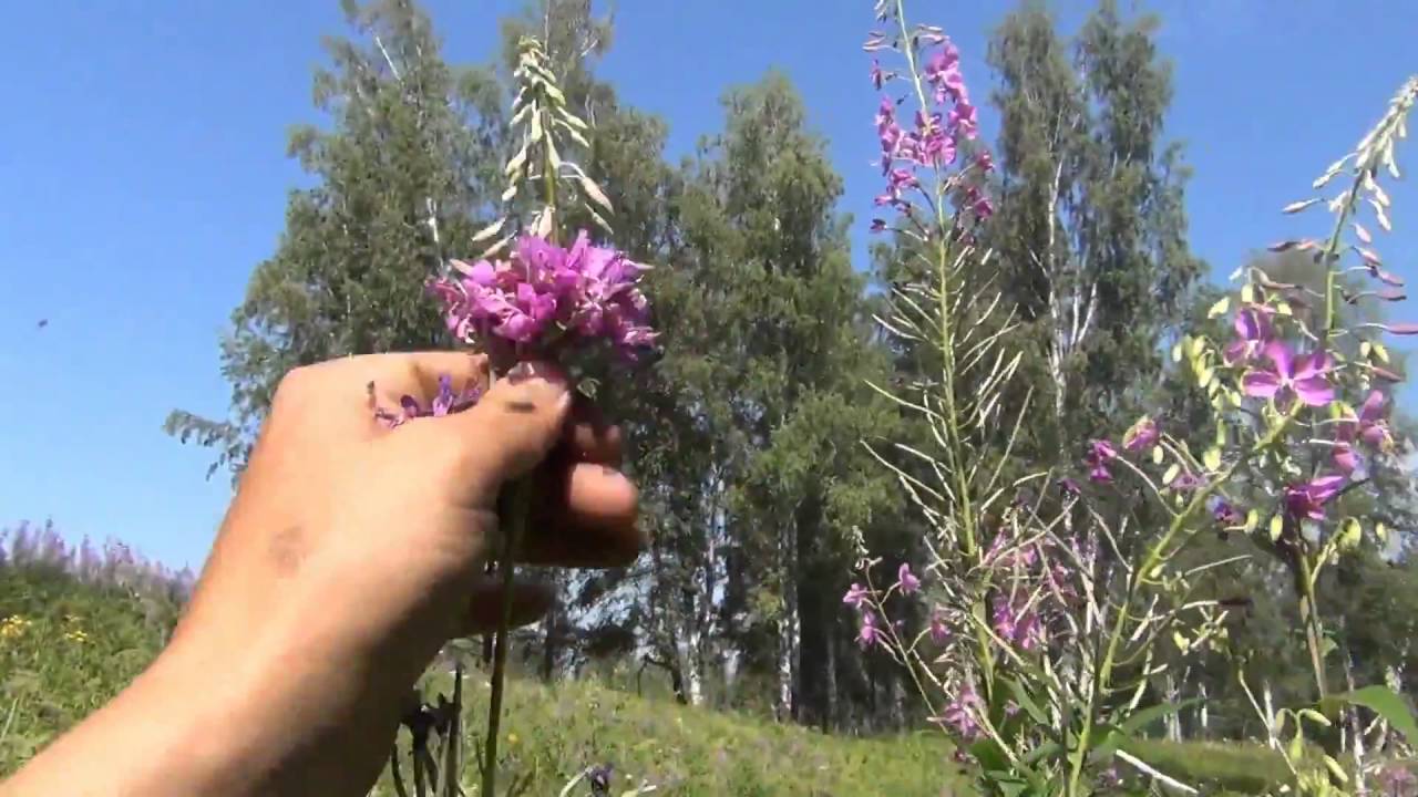 Иван чай в домашних условиях Копорский чай приготовление YouTube 1080p