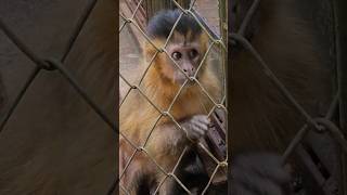 Macaco Prego No Zoológico De São Francisco