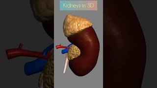 Kidneys Work Explained In 3D Anatomy The Formation Of Urine