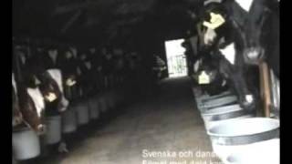 Från Arkivet Utlandsresa Med Bregottfabriken Del 1