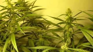 Super Silver Haze - 5 Weeks 12/12 - 3 Weeks Flower