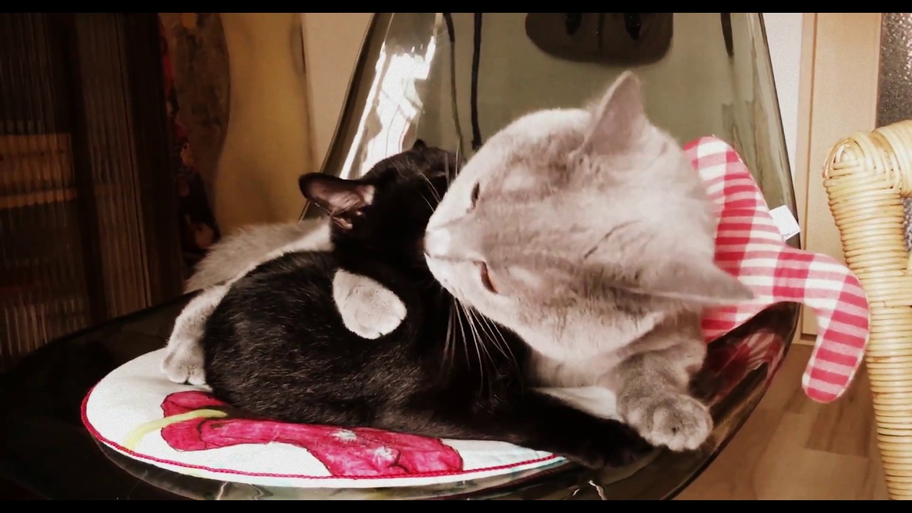 Two Cats groom each other [Chartreux & Bombay]
