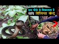 देखलो चमत्कारी तेलिया कंद का पौधा इस पौधे मे निकलता है सांप ? Sauromatum Venosum/ Junglee medicine