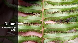 Broad sword fern (Nephrolepis biserrata)