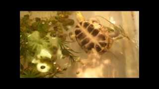 Meanwhile at the Kawartha Turtle Trauma Centre