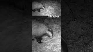 Whispers in the Grass | Wild Badger Encounter at Dusk | Filmed by Debra Angel Whispers in the Grass | Wild Badger Encounter at Dusk | Filmed by Debra Angel