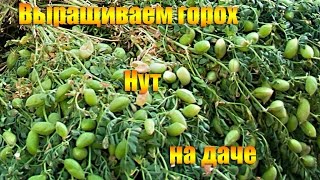 Выращиваем горох Нут на даче Выращиваем горох Нут на даче