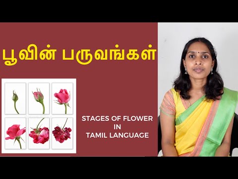 பூவின் பருவங்கள்/படிநிலைகள் | Stages of flower in Tamil language