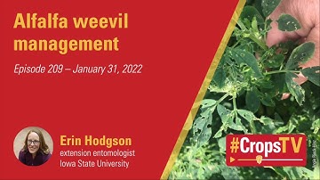 Alfalfa weevil manngement