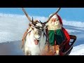 Reindeer of Santa Claus in Lapland Finland - secrets of Father Christmas' reindeer animal video