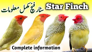 Star Finch Breeding Tips | Star Finch Nest Box Cage & Seed mix |Red Tail Face Star Finch Male Female