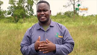 Menigte Farms Ltds Practical Goat Business Planning Journey With Next Generation Goat Farmers