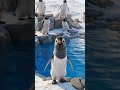 #cutepanda #montage #wildlife #animals #nature #mountains #cinematic #facts
