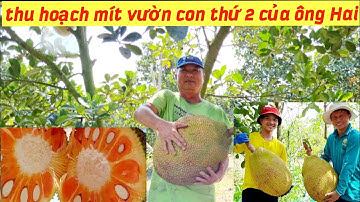 Thu hoạch mít ruột đỏ vườn con thứ hai của Ông Hai toàn trái to #102