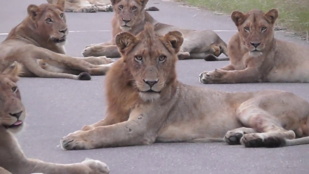 Very Big pride of Lions in middle of road. Amazing feeling.