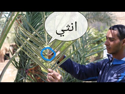 فيديو: هل شجرة النخيل هي شجرة حقيقية؟