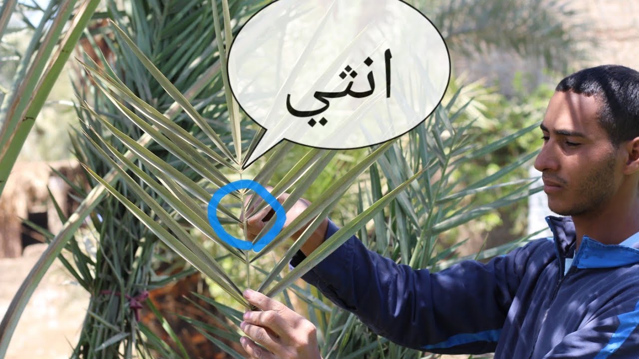 هل حقيقي ؟؟معرفه نوع النخيل عن طريق الاوراق _الخوص_السعف