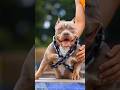 pitbull vs Thai ridgeback ki fight ☠️ #viralshorts #trendingshorts #ytshorts
