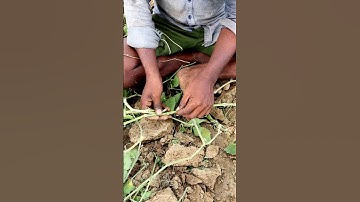 Vine Cutting of Pointed Gourd (Parwal) #shorts