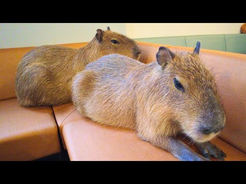 Newly Opened Capybara Cafe in Japan Tokyo 😍 Cafe Capyba