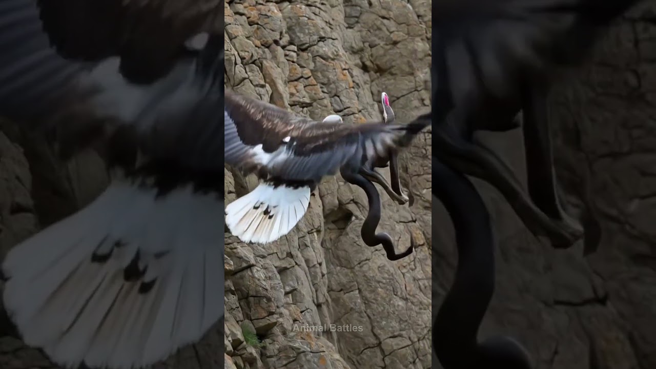 Eagle vs Snake Cliffside Confrontation
