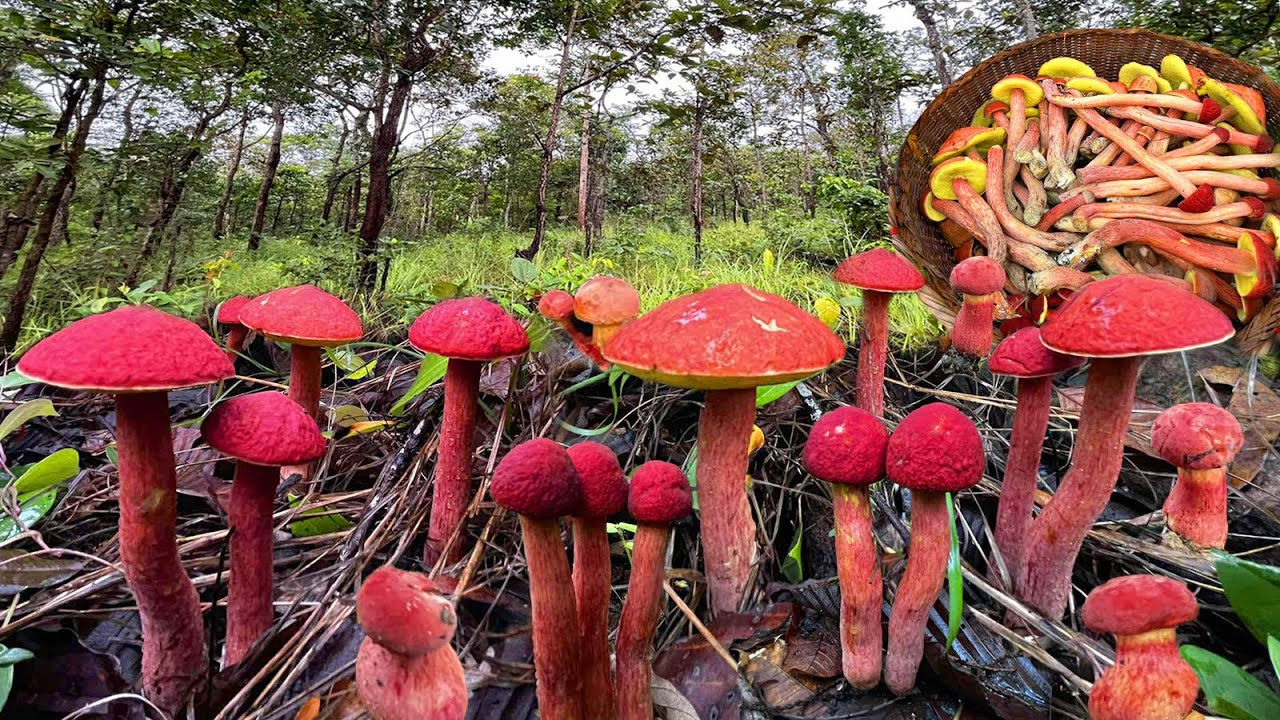 ตะลึง‼️อลังการสุดๆเก็บเห็ดผึ้งนกยูงหมู่ใหญ่ๆงามคักอีหลี 